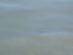 Oreochromis mossambicus