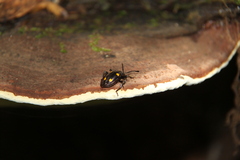 Eumorphus quadriguttatus