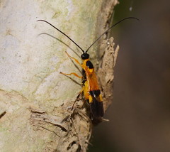 Iphiaulax dubitorius