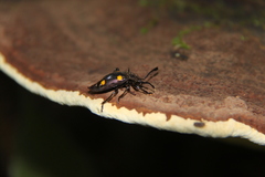 Eumorphus quadriguttatus