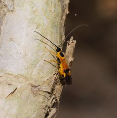 Iphiaulax dubitorius