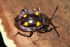 Eumorphus quadriguttatus