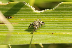 Dendryphantes mordax