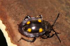 Eumorphus quadriguttatus