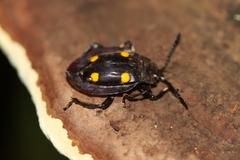 Eumorphus quadriguttatus