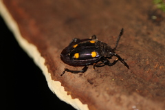 Eumorphus quadriguttatus