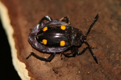 Eumorphus quadriguttatus