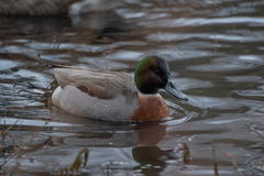 Anas platyrhynchos × acuta