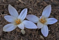 Colchicum balansae