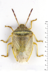 Piezodorus hybneri