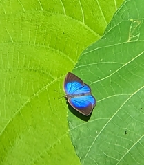 Arhopala