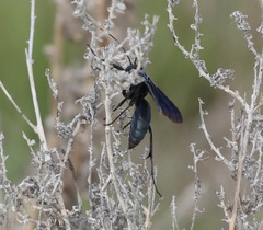 Pepsis mexicana