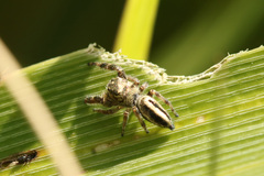 Dendryphantes mordax