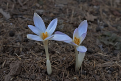 Colchicum balansae