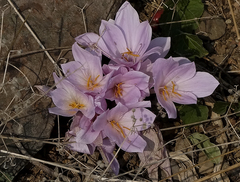 Colchicum cilicicum