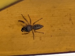 Opisthoncus polyphemus