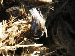 Chilothorax