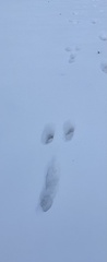 Lagomorpha