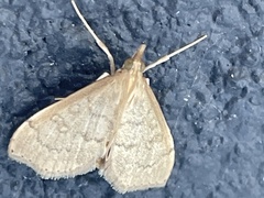 Metasia dicealis