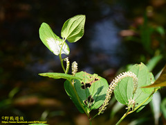 Saururus chinensis
