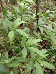 Cephalantheropsis obcordata