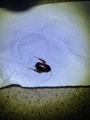 Periplaneta fuliginosa