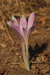 Colchicum davisii