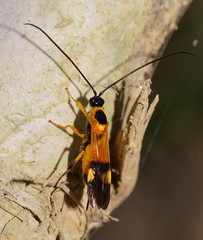 Iphiaulax dubitorius