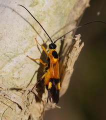 Iphiaulax dubitorius