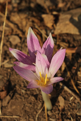 Colchicum davisii