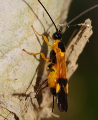 Iphiaulax dubitorius