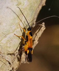 Iphiaulax dubitorius