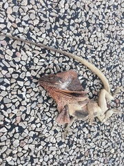 Chlamydosaurus kingii