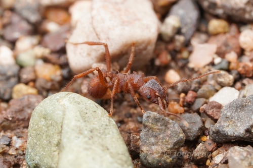 Photo of Arizona Fungus-farming Ant (Trachymyrmex arizonensis)