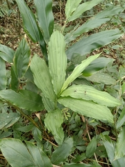 Cephalantheropsis obcordata