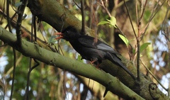 Hypsipetes leucocephalus