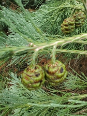 Sequoioideae