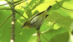 Zosterops simplex simplex