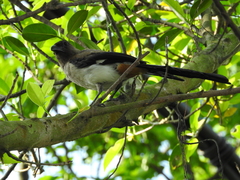 Dendrocitta formosae formosae