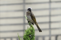 Pycnonotus sinensis formosae