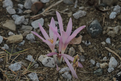 Colchicum decaisnei