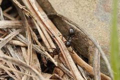 Formica neogagates