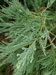 Sequoioideae