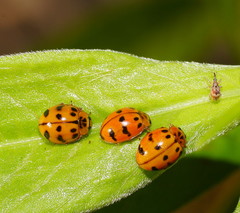 Harmonia octomaculata