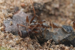 Lasius americanus
