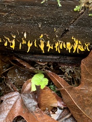Calocera viscosa