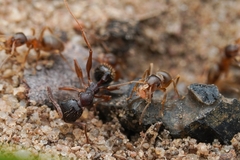 Lasius americanus