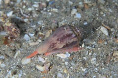 Conus anemone