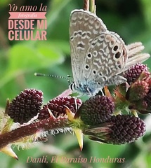 Hemiargus ceraunus