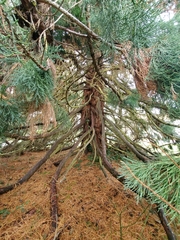 Sequoioideae